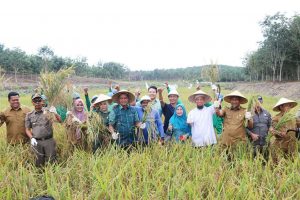 Kelompok Tani Karya Mandiri Desa Toapaya Utara saat Panen padi bersama Bupati Bintan Apri Sujadi