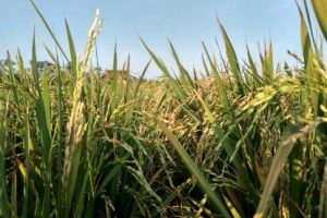 Petani Sawah Panggak Darat Lingga Oftimis Hasil Panen Memuaskan