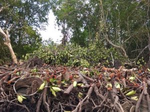 Di Bintan Pembabatan Mangrove Kembali Terjadi, Sejumlah Mahasiswa Turut Menyoroti