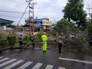 Pohon Tumbang di Jalan Basuki Rahmat Timbulkan Kemacetan