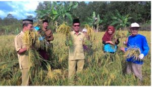 Desa Sungai Besar Kabupaten Lingga Panen Padi Lagi