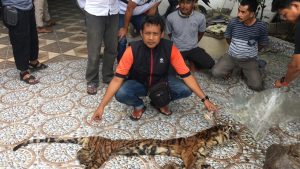 Polda Riau Tangkap Penjual Organ Tubuh Harimau