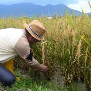 Sawah Panggak Darat Gelar Panen Raya di Hadiri Bupati Dan Wabup Lingga