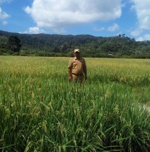 DPP Anambas Target Panen 24 Ton Padi Di Kecamatan Jemaja Timur