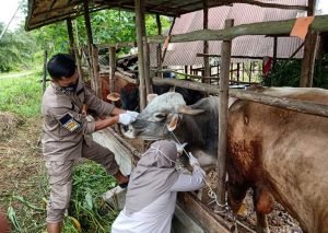 Jelang Idul Adha, Hewan Kurban Masuk Ke Pulau Bintan Naik 180,2 Persen