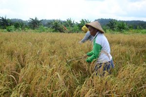 Kelompok Tani Desa Bukit Langkap Melaksanakan Panen Padi