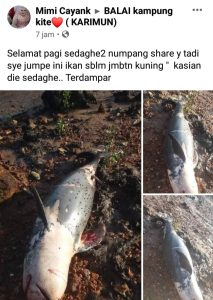 Warga Karimun Dihebohkan Dengan Penemuan Dugong Berukuran Besar