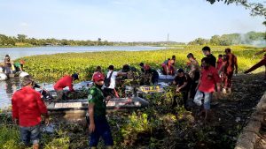 Ganggu Pemandangan, Lanal TBK Ajak Lintas Instansi Bersihkan Eceng Gondok di Taman