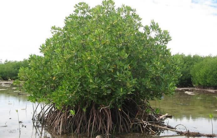 Manfaat Dan Fungsi Hutan Mangrove Bagi Kehidupan Radarsatu