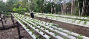 Jadi Mitra Binaan PT Timah, Anto Kembangkan Usaha Tanaman Sayur Hidroponik