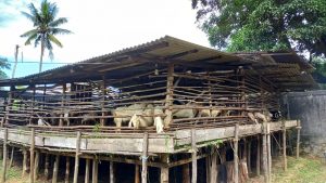 Pedagang Hewan Kurban di Tanjungpinang Babak Belur Di Hajar COVID-19
