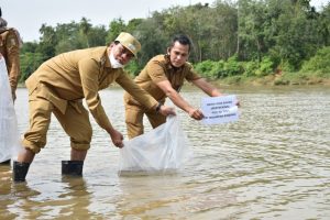 Diskan Riau Tabur 120 Ribu Benih Ikan Baung di Sungai Kuantan