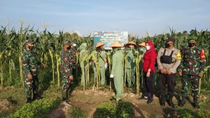 Dandim 0317 TBK Panen Ribuan Jagung Segar