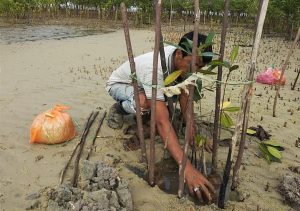 Cegah Abrasi, Timah Tbk Tanam Mangrove di Pantai Teluk Desa Kundur