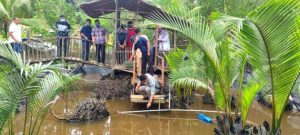 Mitra Binaan PT Timah Tbk Sukses Budidaya Kepiting di Gemuruh