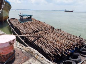 Ribuan Batang Bakau Ilegal Digagalkan DJBC Kepri