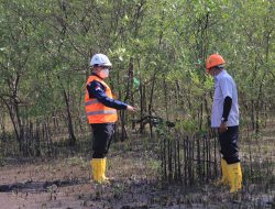 Kementerian ESDM Tinjau Reklamasi Mangrove PT Timah Tbk Unit Produksi Kundur