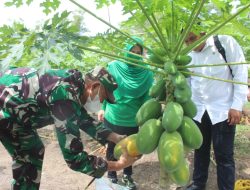 Dandim 0317/TBK Memanen Buah Pepaya Perdana Bersama Masyarakat