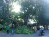 Beri Kenyamanan Pengguna Jalan, Dinas Perkim Tanjungpinang Lakukan Pemangkasan Pohon