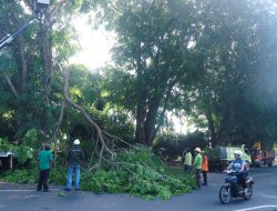 Beri Kenyamanan Pengguna Jalan, Dinas Perkim Tanjungpinang Lakukan Pemangkasan Pohon