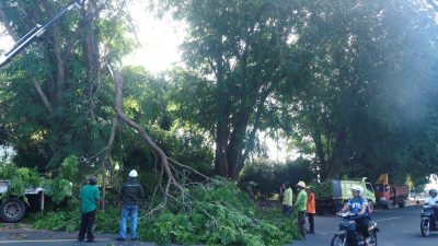 Beri Kenyamanan Pengguna Jalan, Dinas Perkim Tanjungpinang Lakukan Pemangkasan Pohon