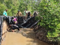 PT Timah Kembangkan Program Pembesaran Kepiting di Pulau Stunak