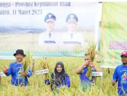 Kabupaten Lingga Ikut Partisipasi Panen Padi Nusantara 1 Juta Hektar
