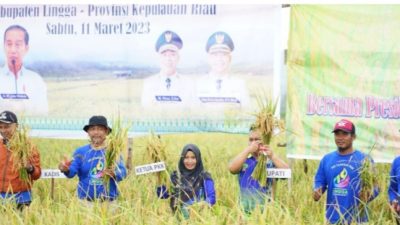 Kabupaten Lingga Ikut Partisipasi Panen Padi Nusantara 1 Juta Hektar