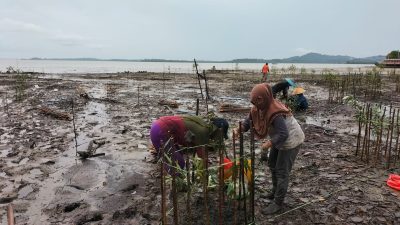 PT Timah Tbk Akan Tanam 7500 Bibit Mangrove di Kabupaten Karimun