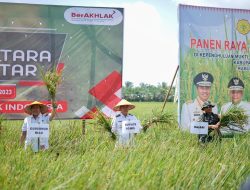 Dukung Ketahanan Pangan Lokal, Gubernur dan Bupati Rohil Panen Raya Padi Nusantara 1 Juta Hektar di Rimba Melintang