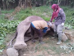 Penemuan Bangkai Gajah Liar di Distrik Nilo Pelalawan