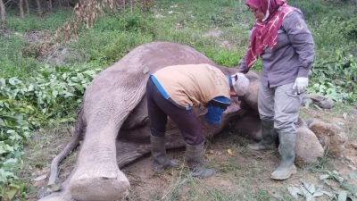 Penemuan Bangkai Gajah Liar di Distrik Nilo Pelalawan