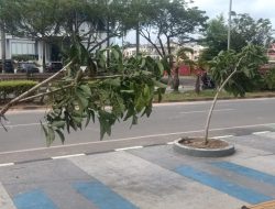 Pasca Unjuk Rasa Di Kantor BP Batam, Tanaman di Pedestrian Batam Center Rusak