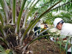 Gubernur Riau Sebut Program PSR Riau Sudah 4.150 Ha
