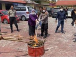 Sebanyak 3,5 Kg Ganja dan 260 Butir Pil Riklona Di Pekanbaru Dimusnahkan Polisi