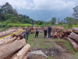 Polisi Amankan Supir Truk Memuat Kayu Ilog di Kebun Durian Kampar