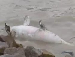 Mamalia Jenis Dugong Kembali Terdampar di Perairan Karimun
