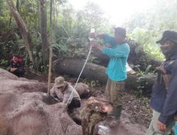 Polisi Cari Pelaku Pembunuhan Gajah Mati Diracun di TNTN