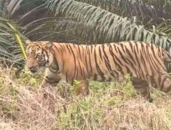 Penampakan Harimau di Buton Siak Terekam Pemotor, Begini Penjelasannya