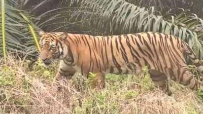 Penampakan Harimau di Buton Siak Terekam Pemotor, Begini Penjelasannya