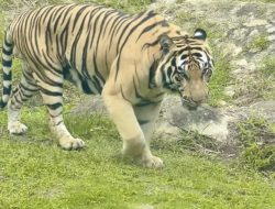 Bocah 2,5 Tahun Nyaris Tewas Diterkam Harimau di Kamar Tidur