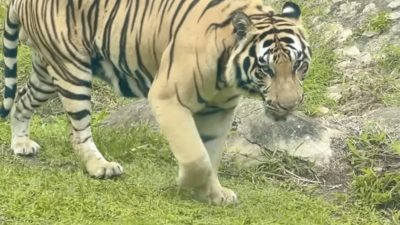 Bocah 2,5 Tahun Nyaris Tewas Diterkam Harimau di Kamar Tidur