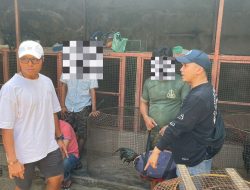 Polisi Grebek Gelanggang Sabung Ayam, Oknum BP Batam Ditetapkan Tersangka