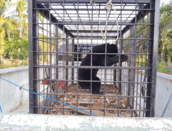 Seekor Beruang Dievakuasi Setelah Mangsa Ayam