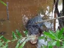 Ancaman Buaya di Sungai Sei Langkai, Warga Desak Evakuasi Cepat