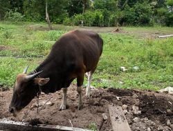 Kebutuhan Sapi Kurban di Karimun Terpenuhi Jelang Idul Adha 1445 Hijriyah