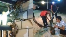 Ular Pyton 6 Meter Masuk Rumah Warga di Ranai, Damkar Natuna Turun Tangan