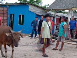 Masuk Secara Illegal, Puluhan Ekor Sapi Dikembalikan Balai Karantina Tanjungpinang ke Daerah Asal