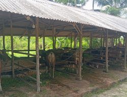 H-1 Idul Adha 2024, Hewan Qurban di Tanjungpinang Habis Diborong Pembeli