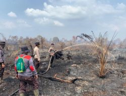 37 Hektare Lahan di Rohil Terbakar, Petugas Gabungan Berjibaku Padamkan Api